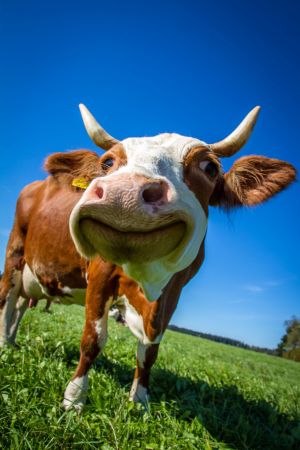happy funny cow